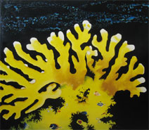 Coral Illusions